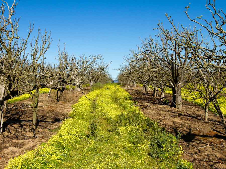 Orchard rows in bloom on farmland near Yuba City, California