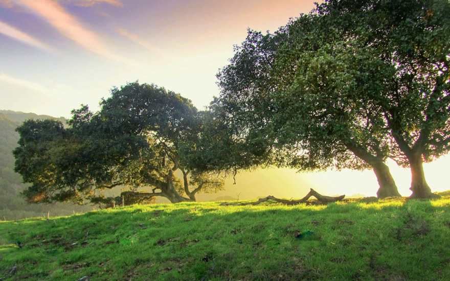 Large oak trees on a green hillside near Fair Oaks, California