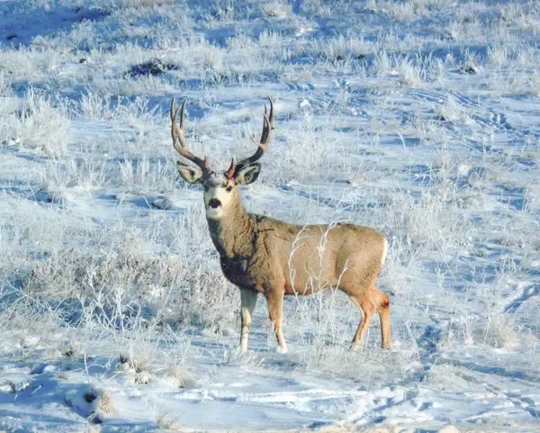 593 Lower Prairie Dog RD, Sheridan, WY 82801