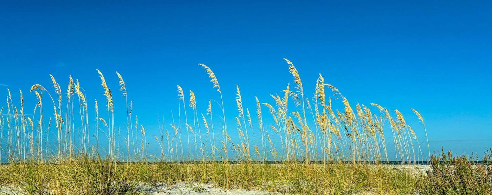 Sea oats swaying on a white sand Gulf Coast dune above calm turquoise water