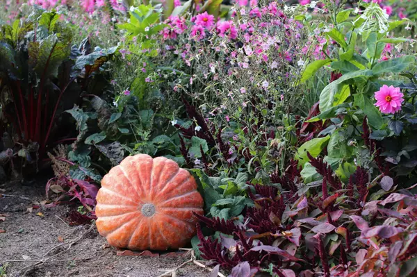 Top 5 Places in Monterey County to Pick the Perfect Pumpkin