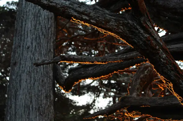 Oceanfront Living vs. Forested Estates: Two Distinct Lives on the Monterey Peninsula,The Ruiz Group