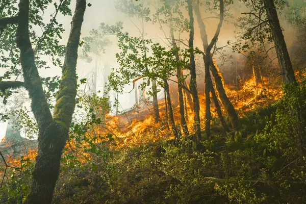 Fire Insurance on the Monterey Peninsula: What Buyers and Owners Need to Know Right Now