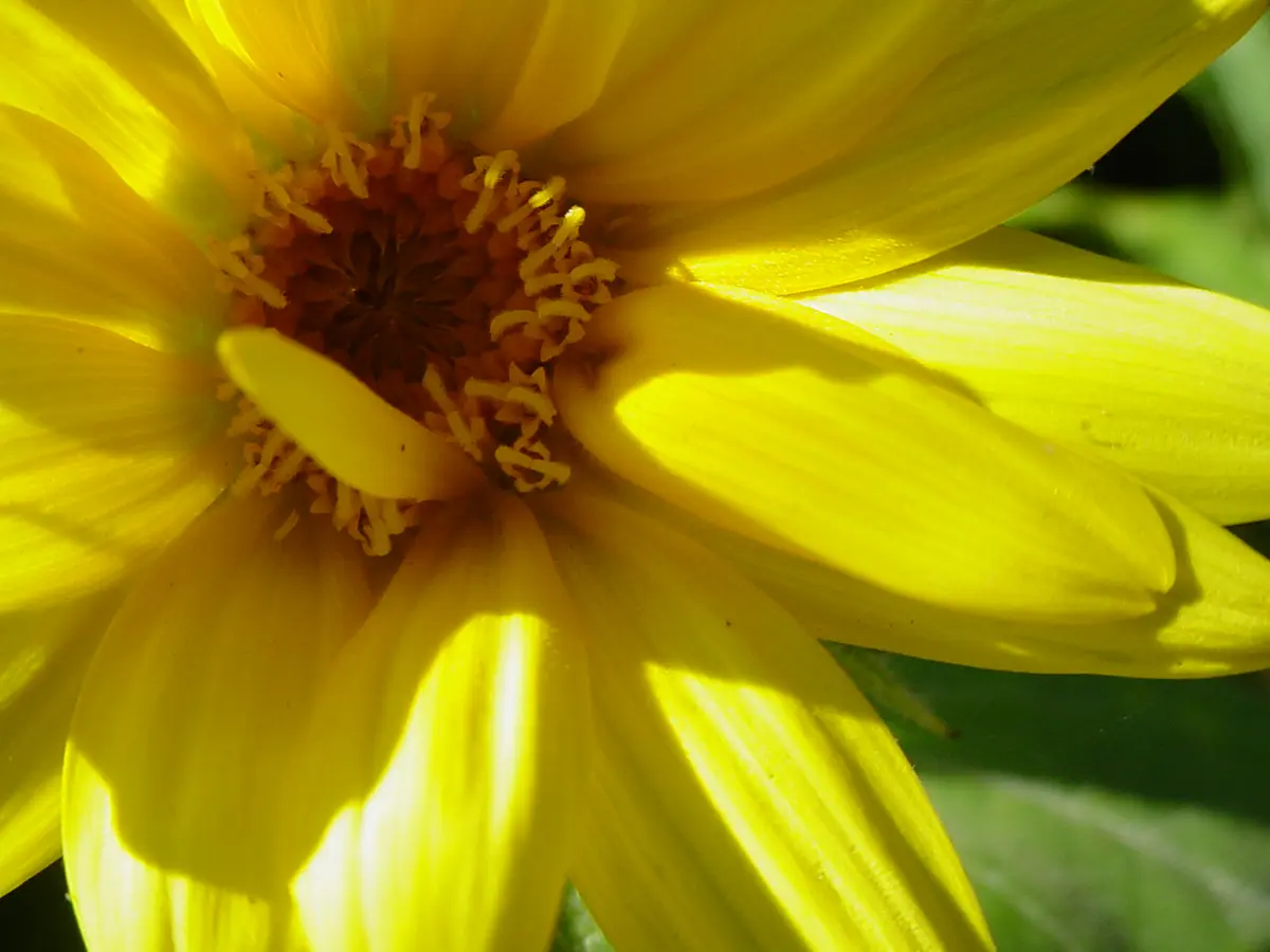 Summer flowers
