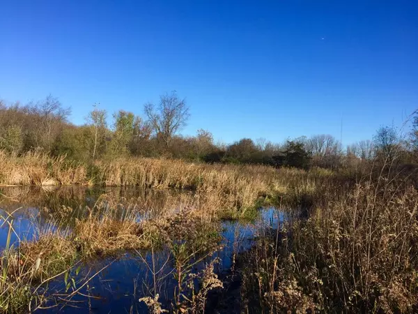 Wetland and marshes