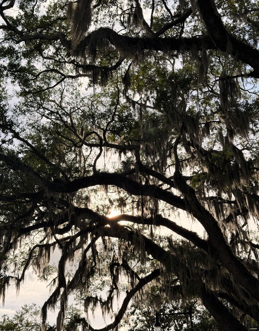 Sunlight filtering through oak trees draped with Spanish moss