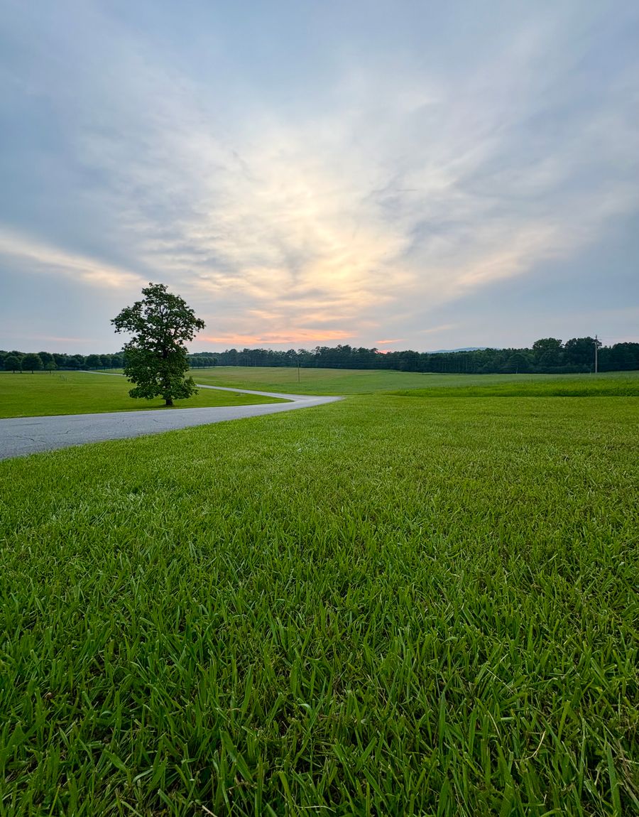 An open green field with a single tree under a soft morning sky