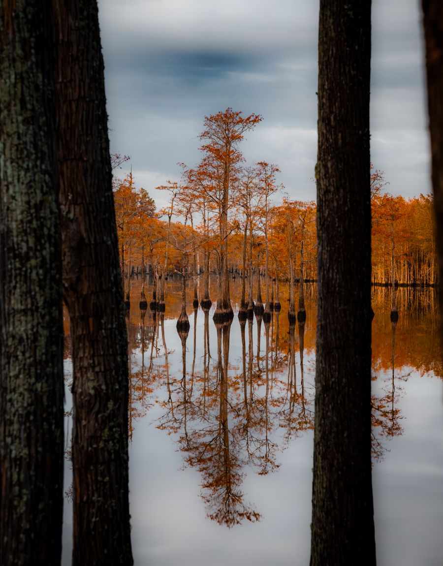 Cypress trees reflected in the calm water of a quiet lake