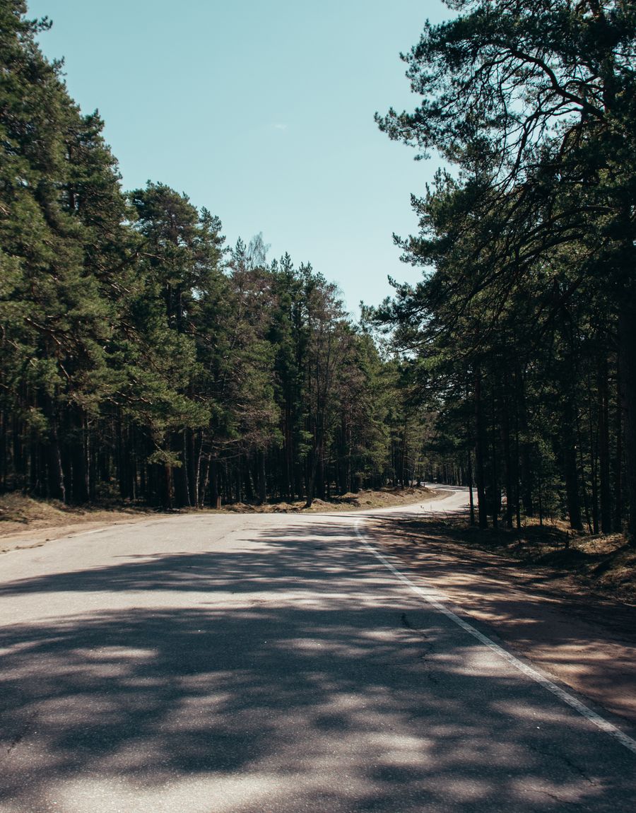 A country road winding through a sunlit pine forest
