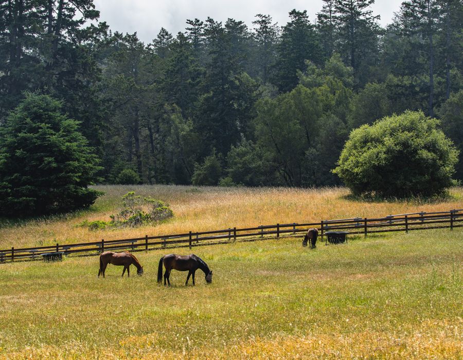 Equestrian pasture and fenced paddocks in Southwest Georgia