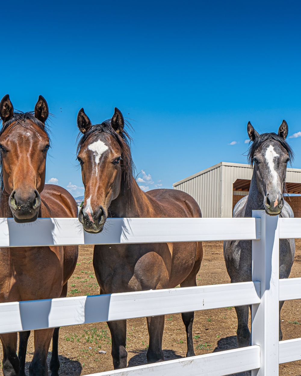 Horses at a white fence on an equestrian farm