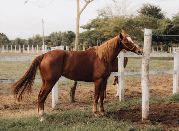 A horse standing by a white fence in a green pasture