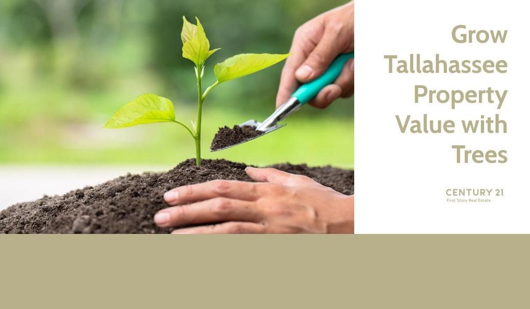 Grow Tallahassee Property Value with Trees