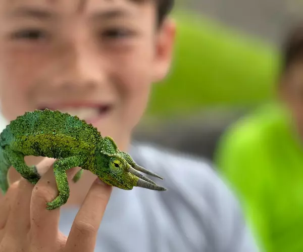 Hawaii Chameleon