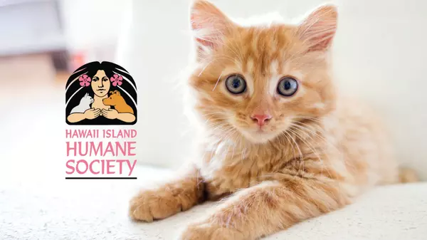 Hawaii Island Humane Society