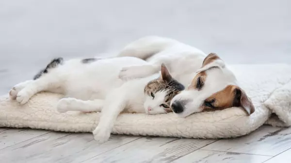 Makani Pet Services - Kona Hawaii