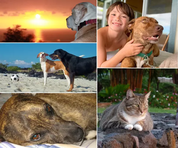 Moving with Pets to Hawaii