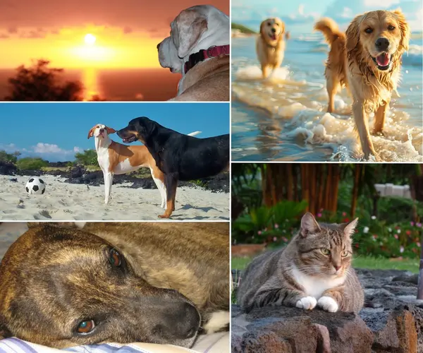 Moving with Pets to Hawaii