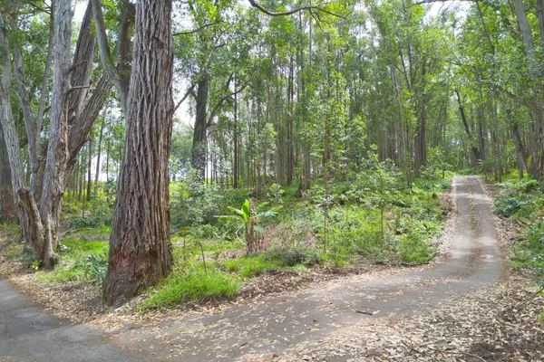 KUKUIPAPA RD, Honokaa, HI 96727