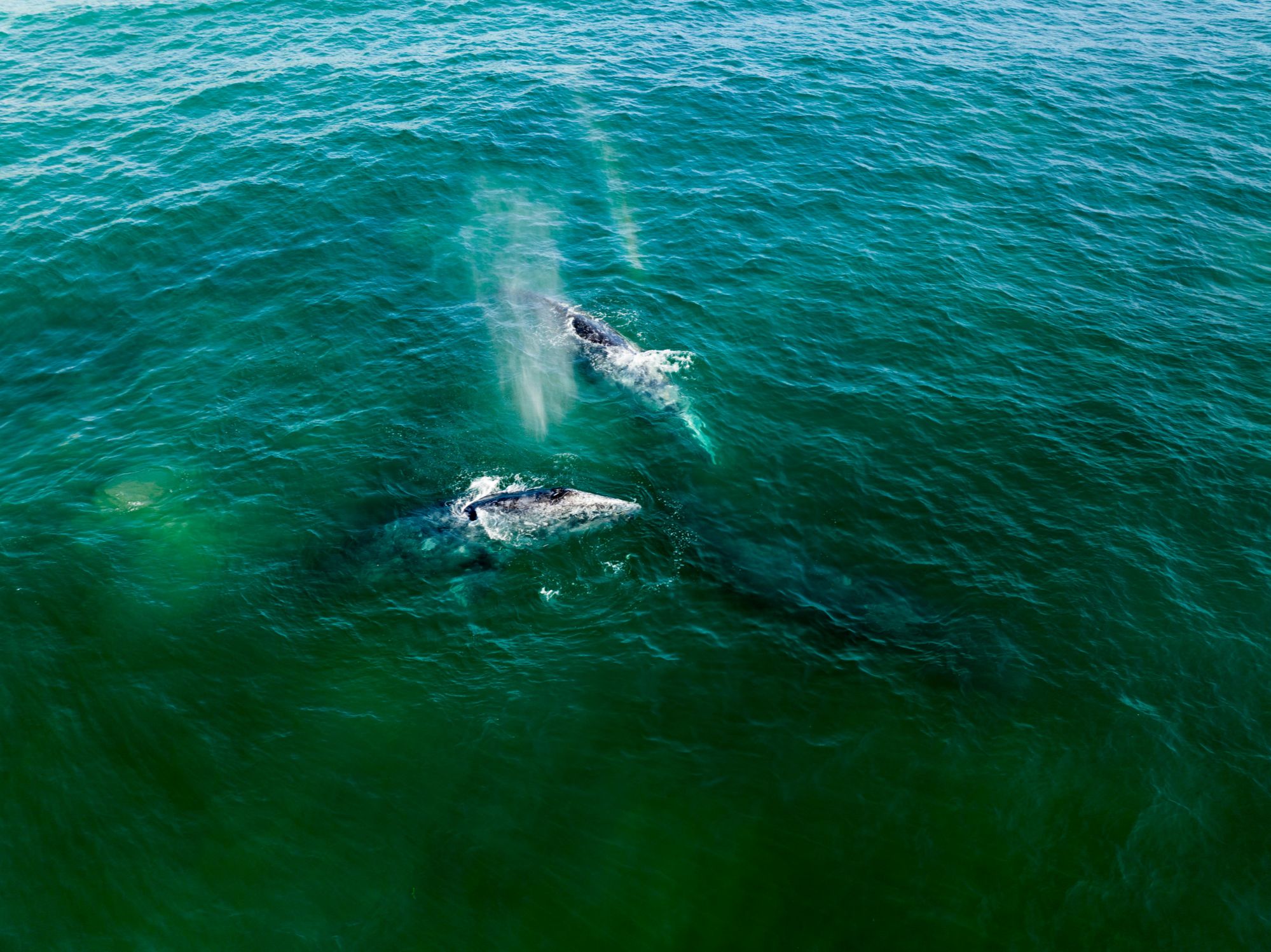 whale watching en los cabos baja california surwhale watching en los cabos baja california sur