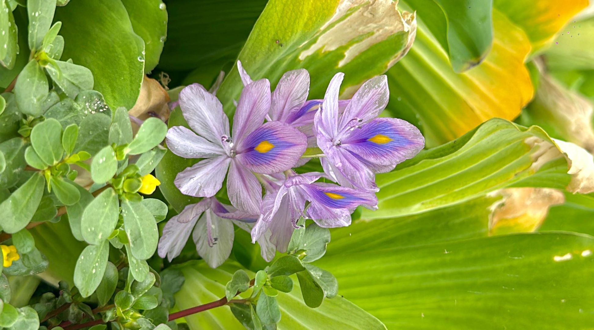 flowers in estero san jose del cabo