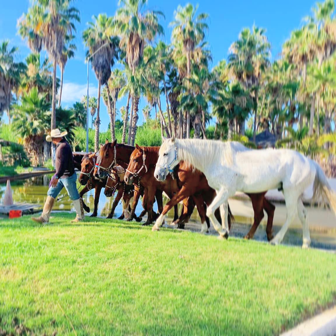 horses in los cabos baja califonia sur 
