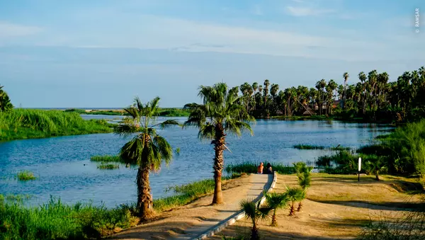 El Estero: The Ecological Sanctuary of San José del Cabo