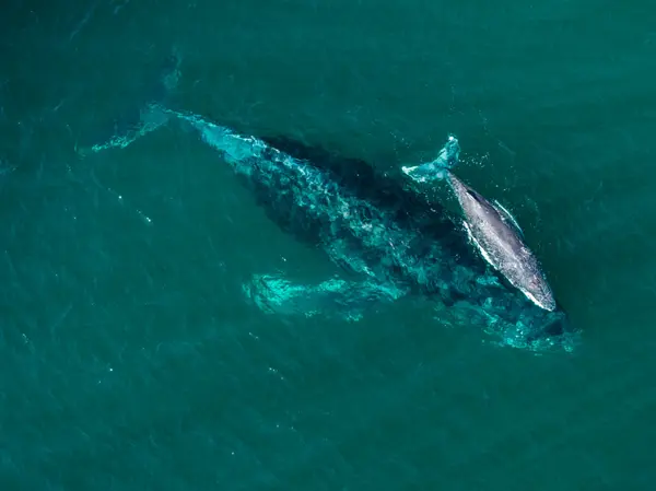 feature image of Los Cabos Has More Direct U.S. Flights Than Mexico City