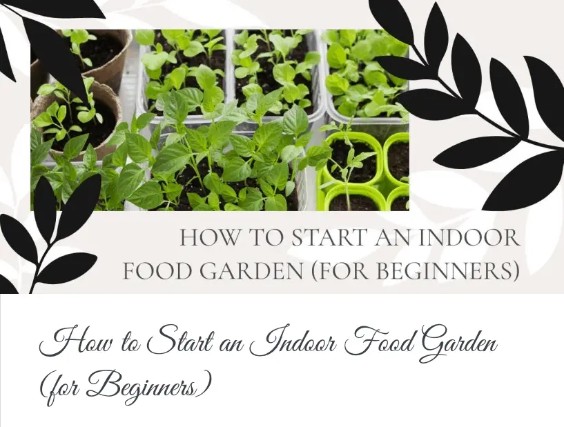How to Start an Indoor Food Garden (for Beginners)