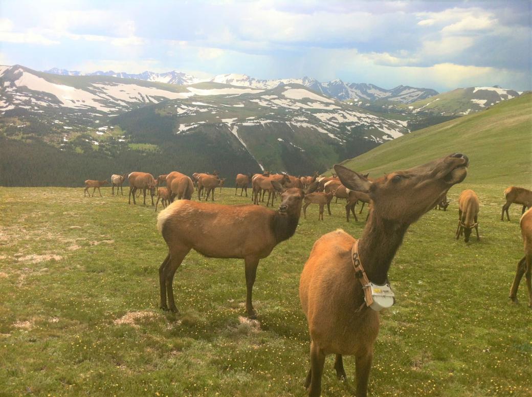 Fun Facts about Elk!