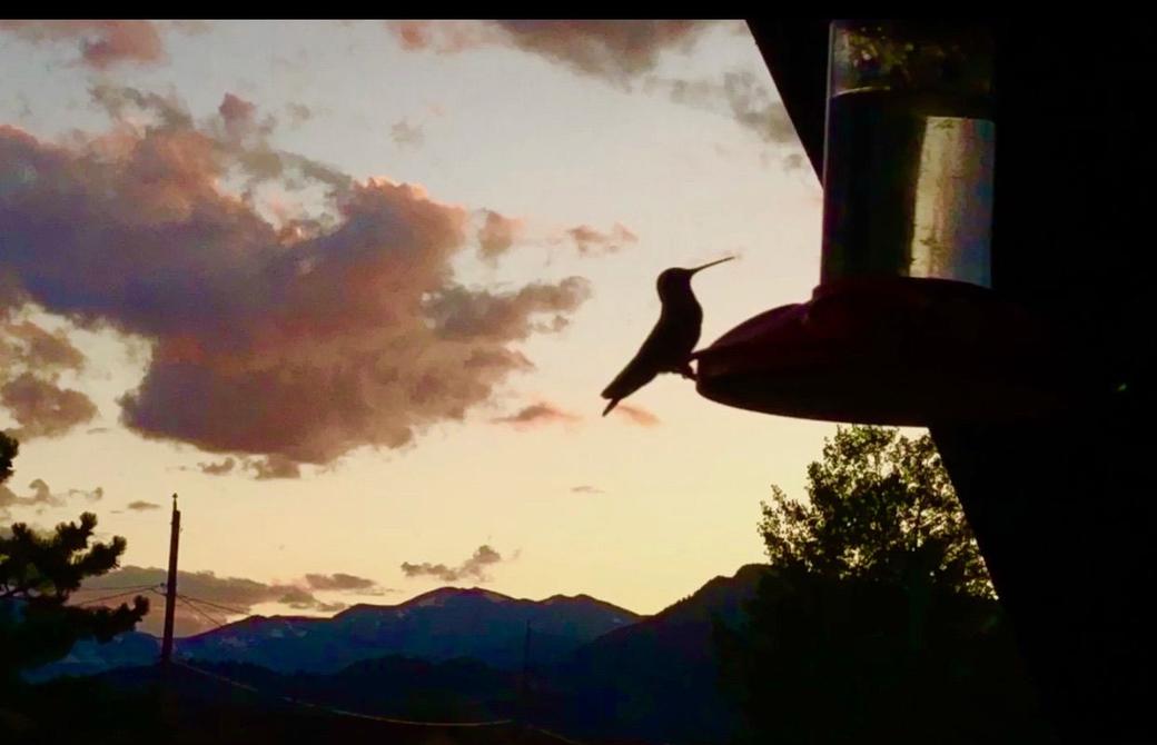 Hummingbirds!