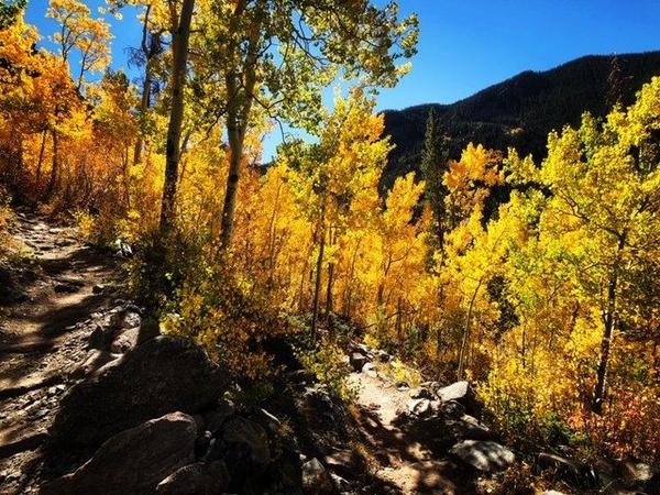 Aspen Tree Facts,Dewey Shanks