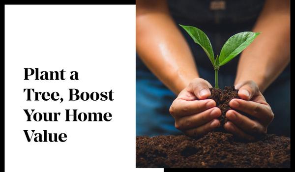 Plant a Tree, Boost Your Home Value,Gerald Mayo