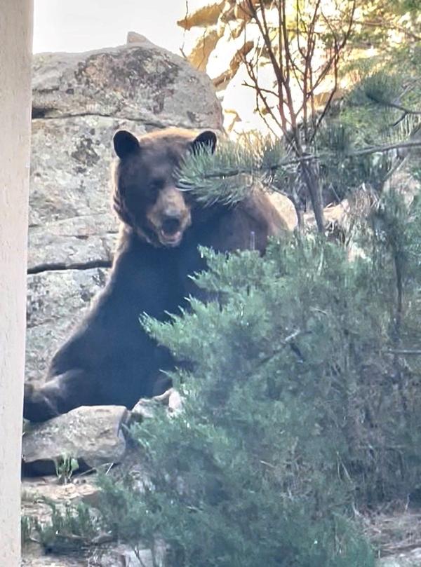 bear1