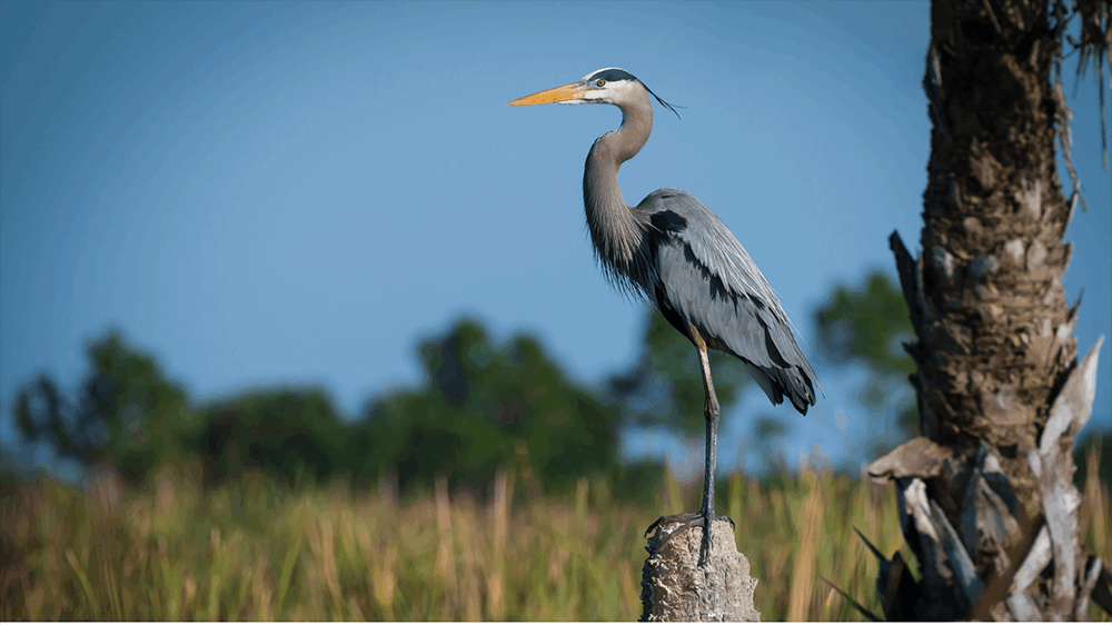Heron on a cypress root near Ridgeville, SC