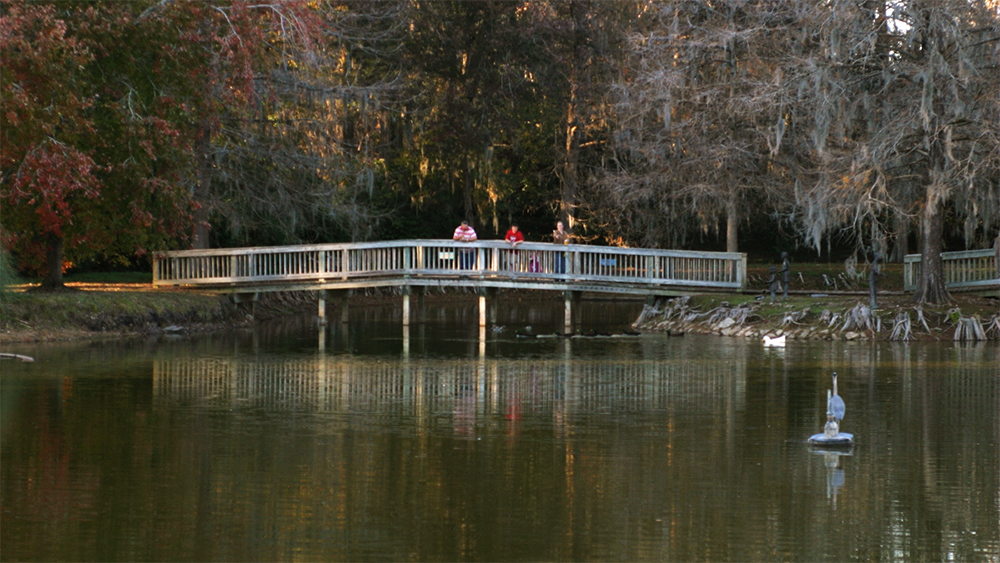 Feeding ducks in the winter on the Edisto River via Pollinator