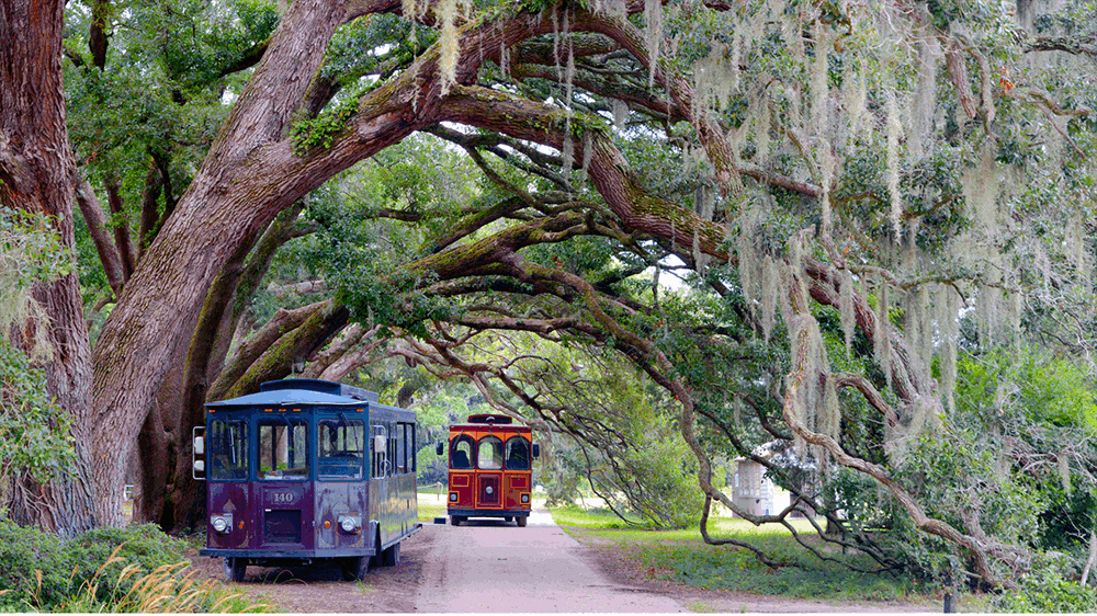 Trolleys for tours at the Charleston Tea Plantation
