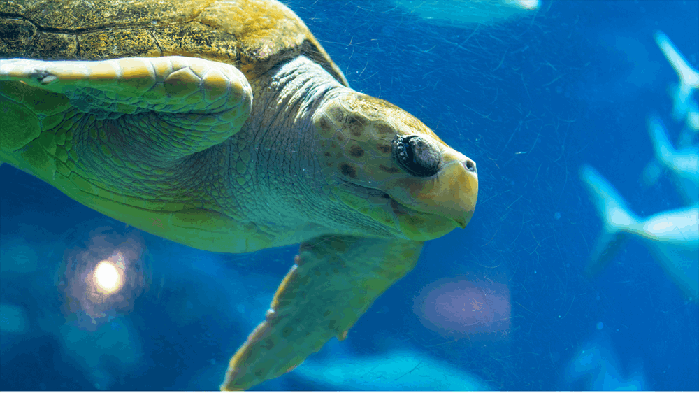 Sea Turtle on display at the South Carolina Aquarium