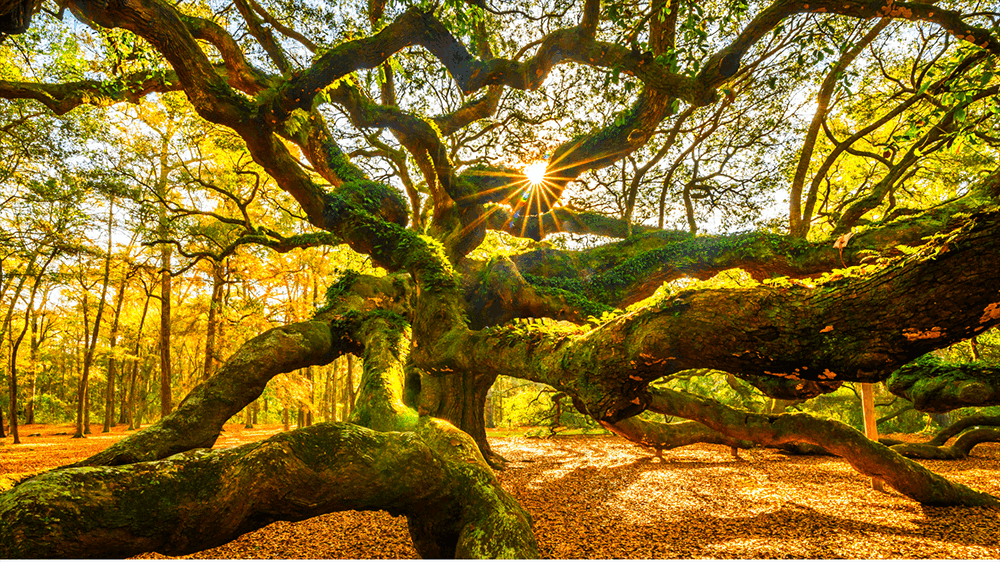 Fall image of the famous Angel Oak Tree in Charleston SC
