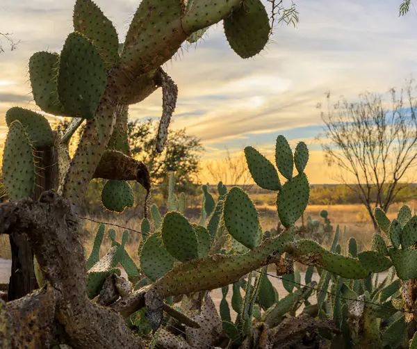 feature image of Buying Land in Central Texas: What You Need to Know Before You Invest
