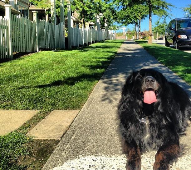 Auguston Townhouses for sale at Sage