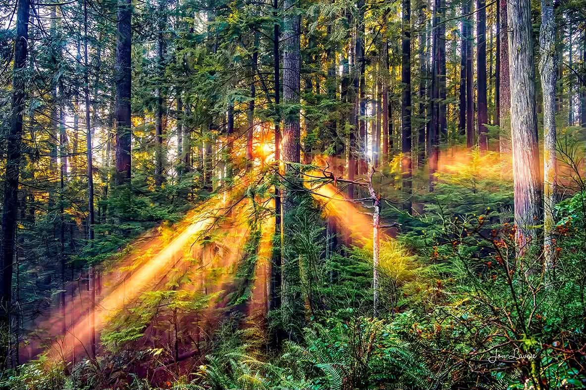 Small Business Spotlight | Jon Lavoie Fine Art Photography | Fraser Valley