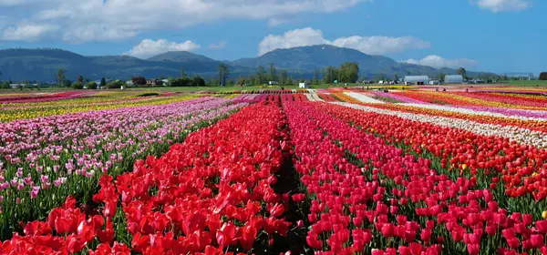 Comprehensive Analysis of April 2025 Fraser Valley Real Estate Market Data,Katie Van Nes