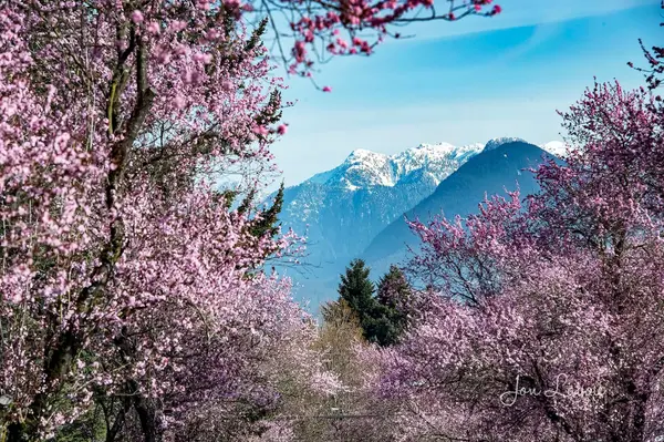 Fraser Valley Real Estate: Q1 2025 Market Summary,Katie Van Nes