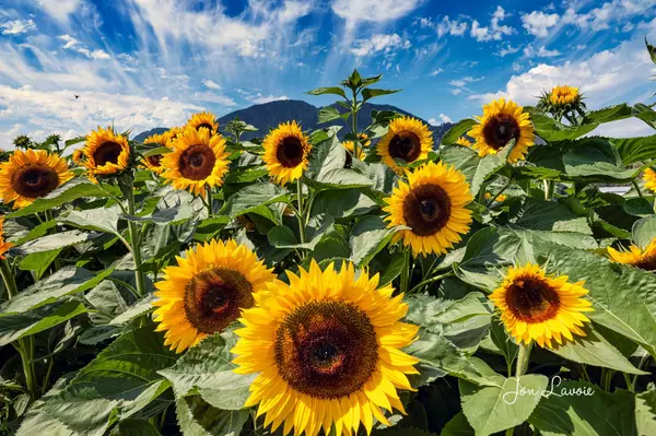 Comprehensive Analysis of September 2025 Fraser Valley Real Estate Market Data