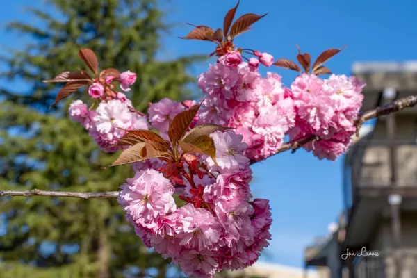 feature image of A Year in White Rock | Seasonal Events, Local Traditions &amp; Coastal Rituals