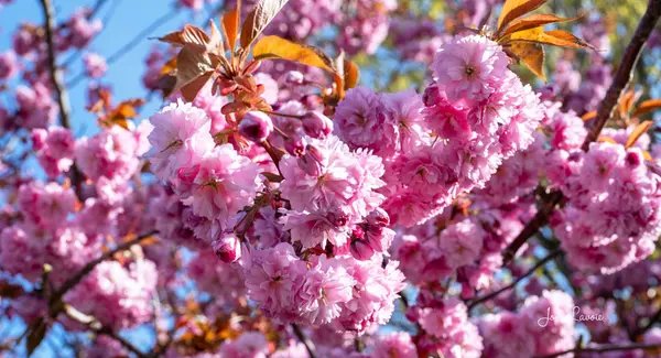 Fraser Valley Spring 2025: The Buyer Market That Actually Delivered
