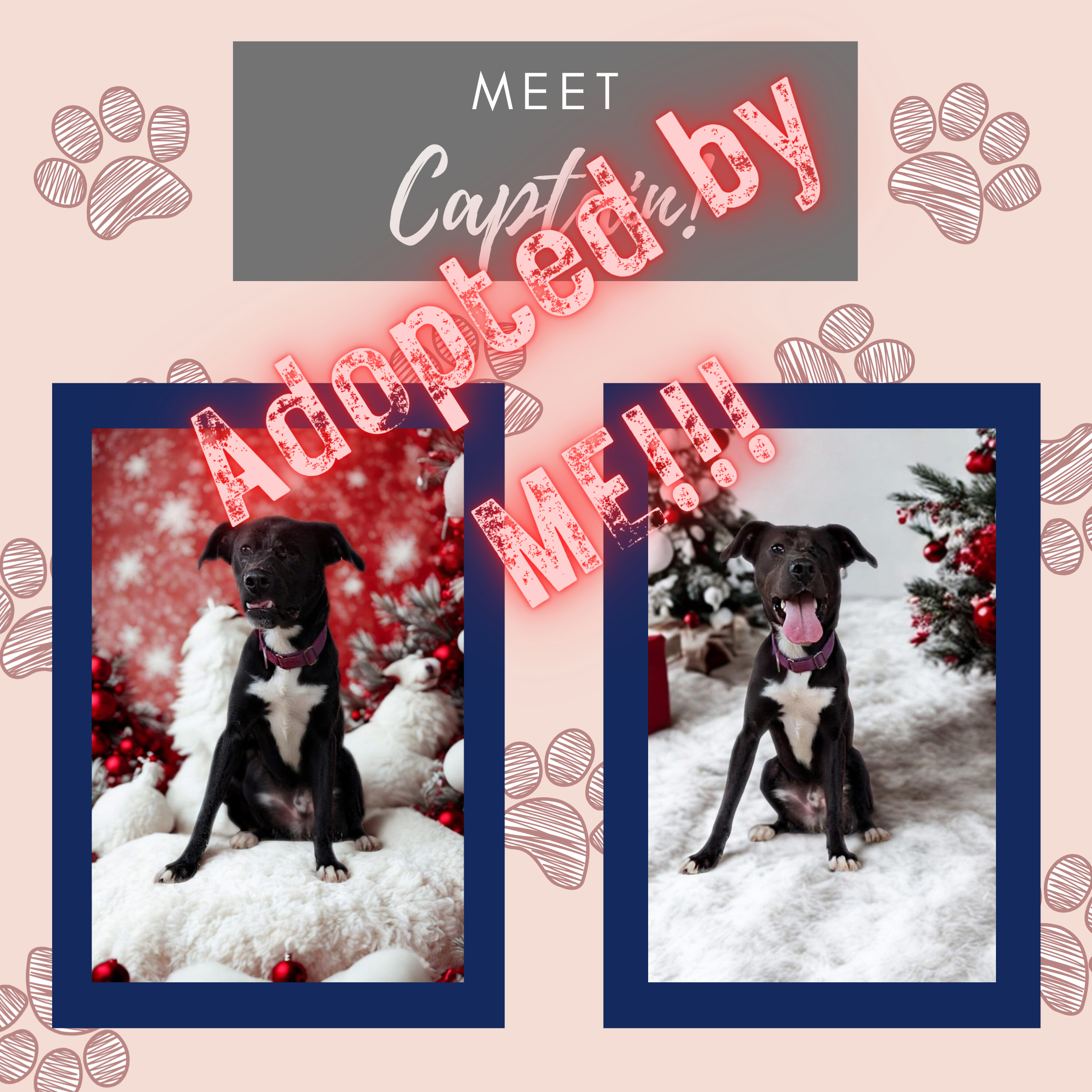 Captain, rescue, adopted by Jenny Lazo & Associates