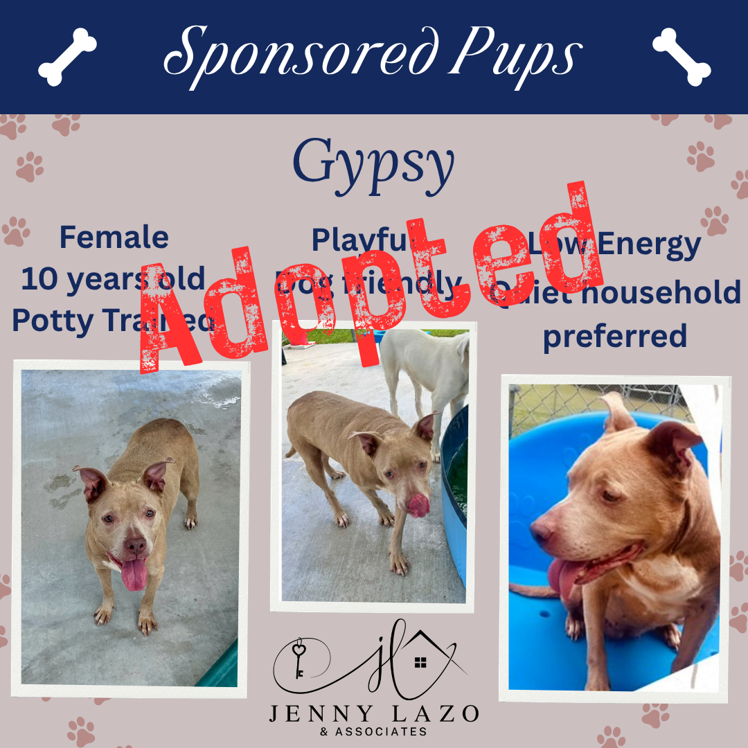 gypsy, rescue sponsored by Jenny lazo & Associates