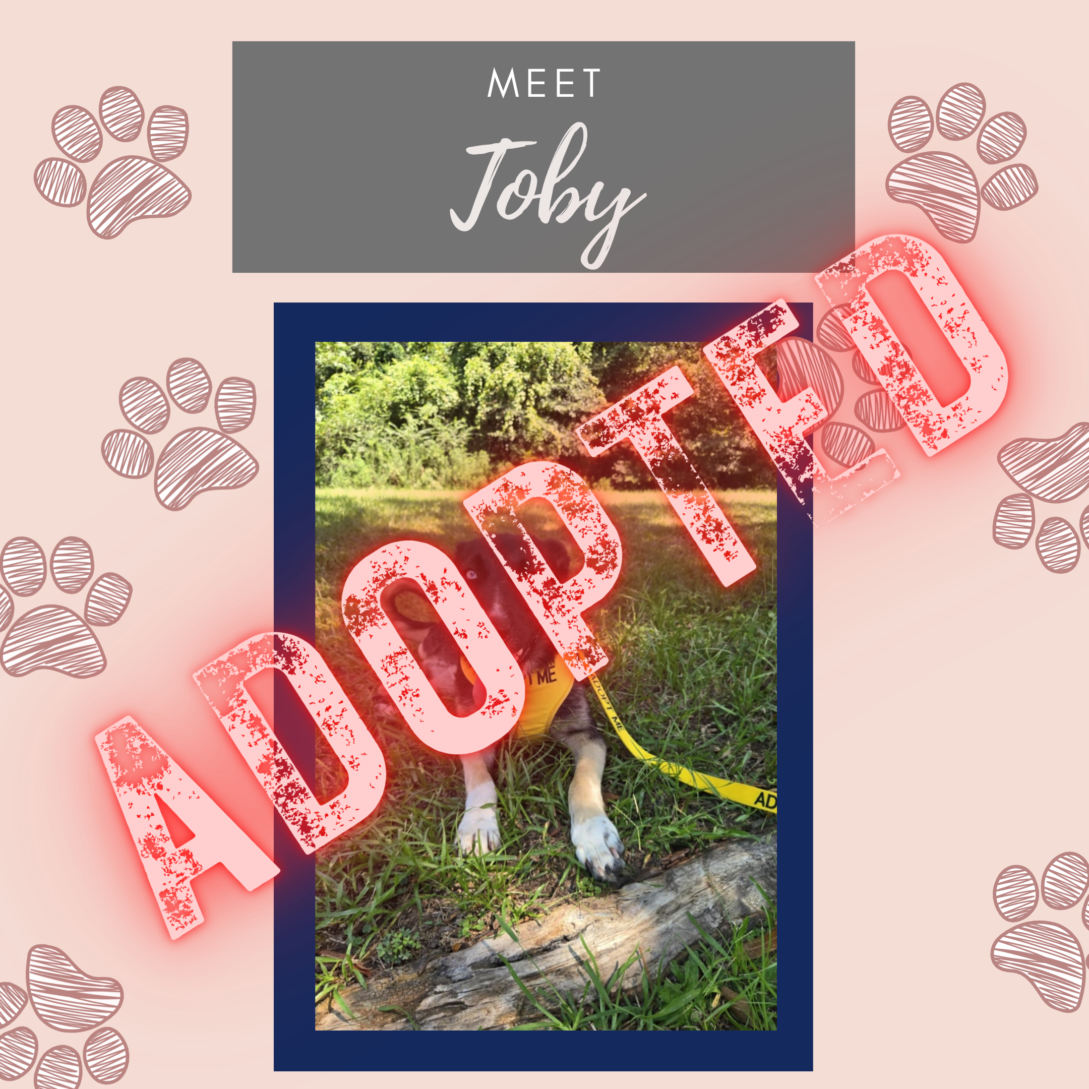 Toby, Rescue sponsored by Jenny Lazo & Associates